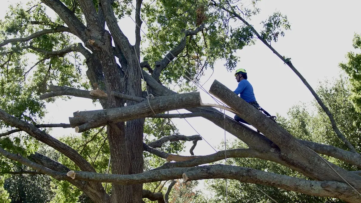 Professional Crown Thinning performed by certified arborists in Southside