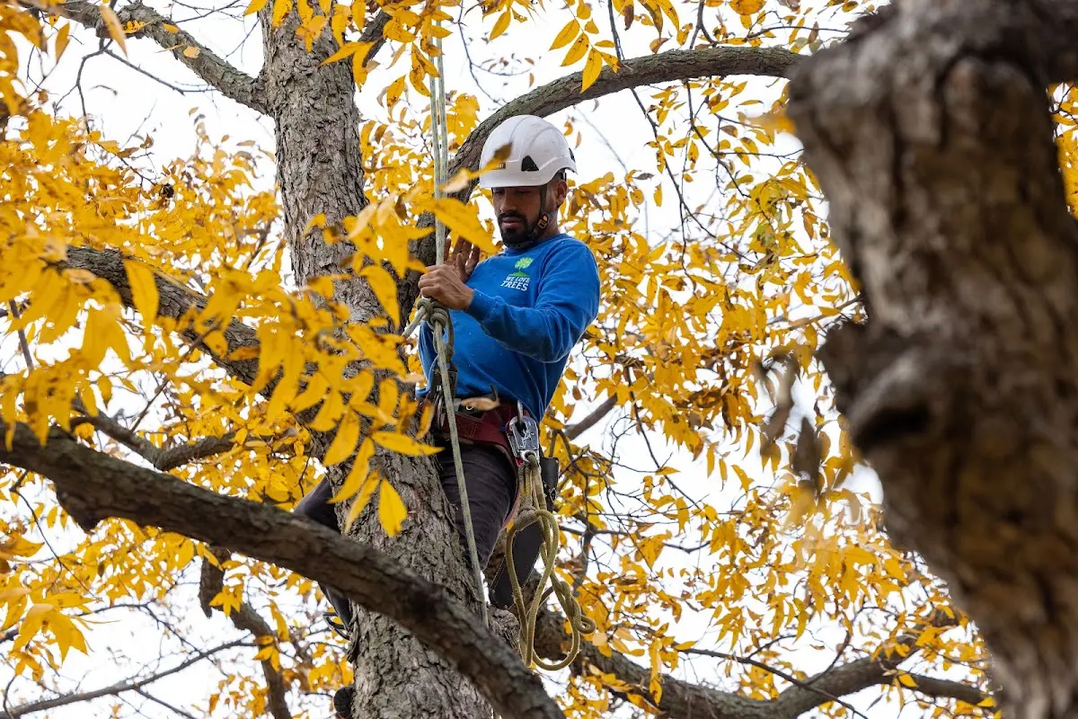 Skilled Tree Transplanting crew working in Southside